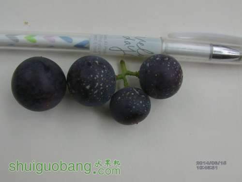 IMAG0230_.jpg