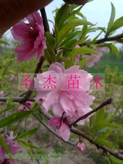 nEO_IMG_20110417154.jpg
