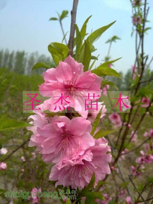 nEO_IMG_20110417155.jpg