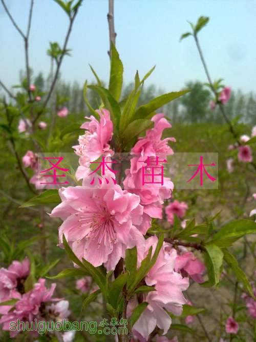 nEO_IMG_20110417156.jpg