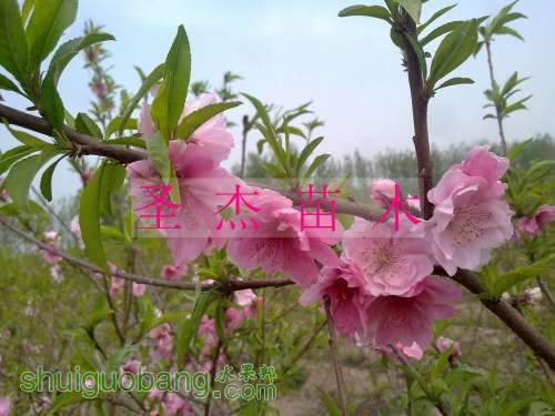 nEO_IMG_20110417157.jpg