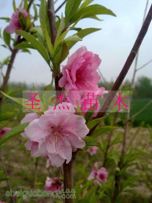 nEO_IMG_20110417158.jpg