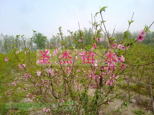 nEO_IMG_20110417160.jpg