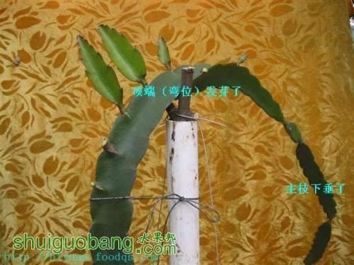 090924xiapqip5q8jjdhpt.jpg