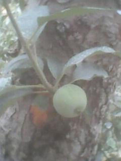 IMG0005A.jpg