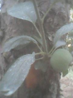IMG0006A.jpg