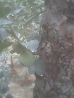 IMG0007A.jpg