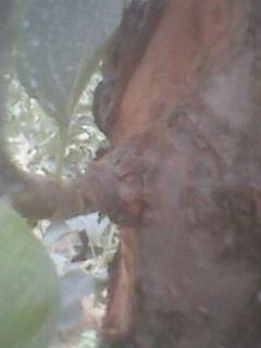 IMG0008A.jpg