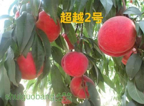 wKhQuFIDlPGEYKT_AAAAAPbycyg774_����.jpg