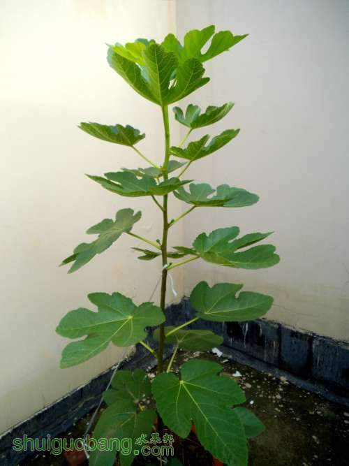 DSCF2167.JPG