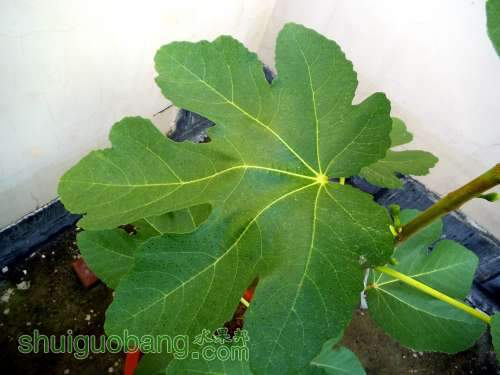 DSCF2179.JPG