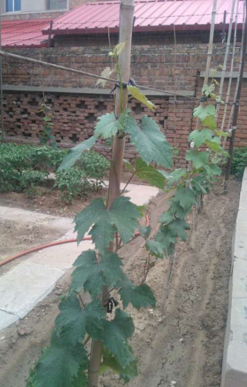 ˹-ڰ͡.JPG