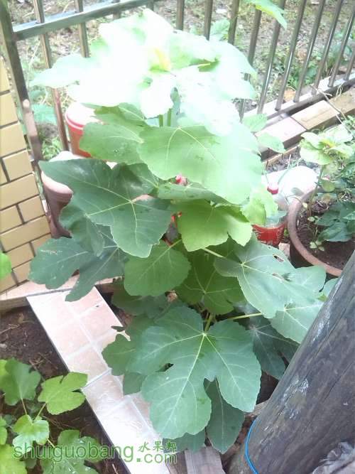 美国偷渡客,有谁认识是什么品种吗?