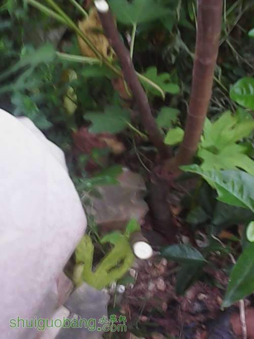 IMG_20140714_060645.jpg