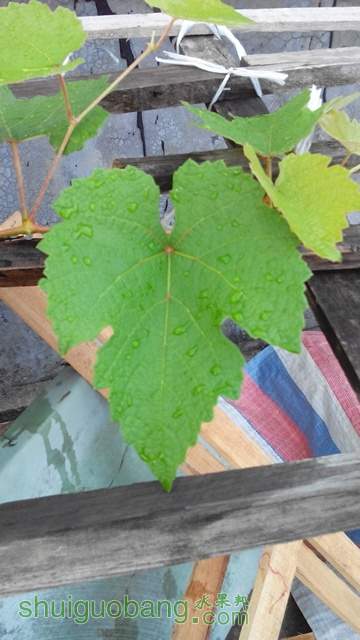 IMG_20140706_080436.jpg