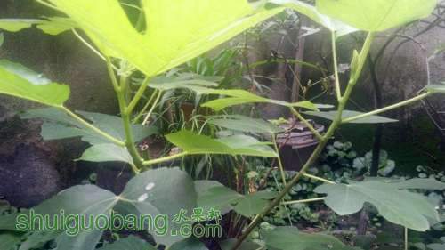 IMG_20140717_164545.jpg