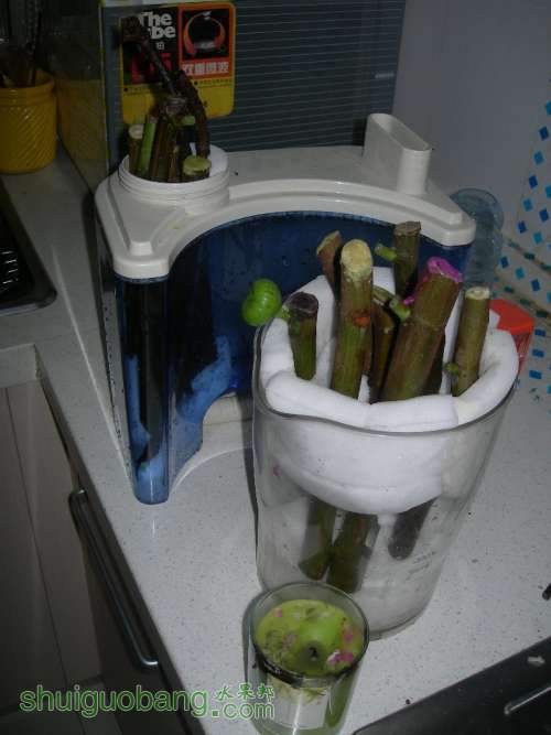 DSCN4231.JPG