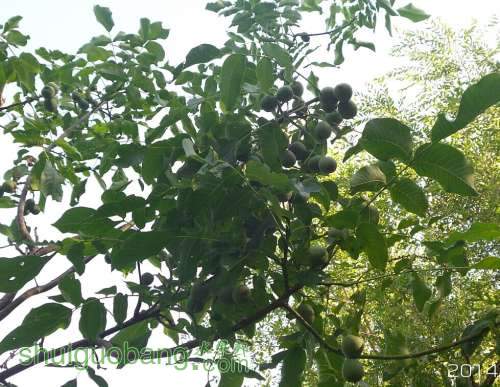 QQͼƬ20140728112237.jpg
