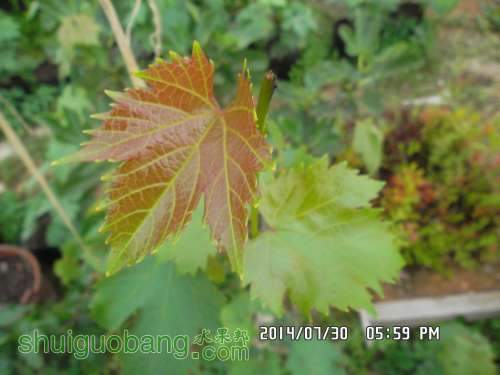 SAM_0958.JPG