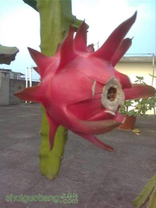 10009.jpg