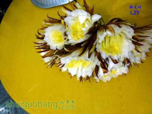 4.С֦����ˮ��08-06B.JPG
