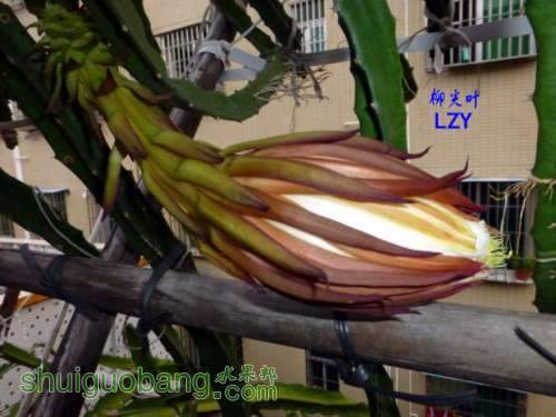 2С֦����ˮ������6��08-07B.JPG