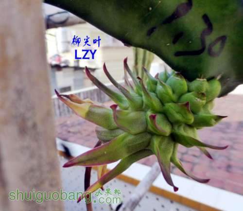 ǿ���ڷۺ�ˮ��08-04.JPG