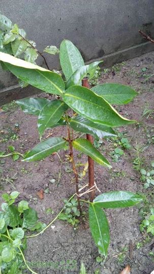 IMG_20140809_092315.jpg