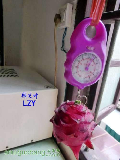 3.��֦����ˮ��7��08-12.JPG