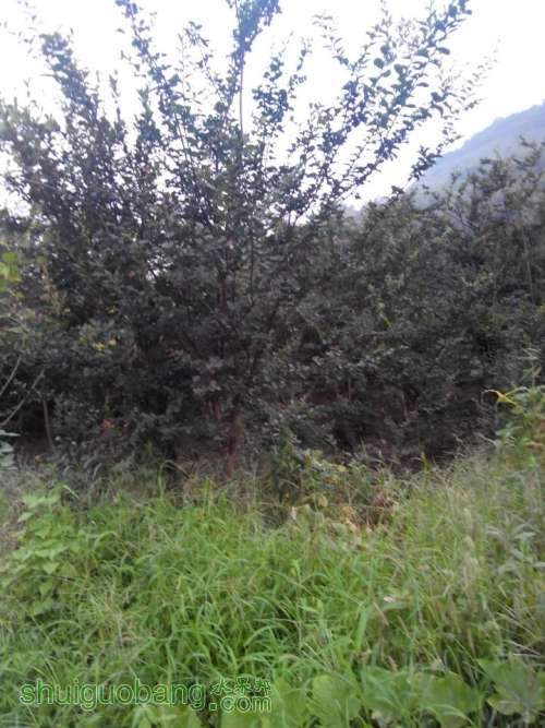 QQͼƬ20140815182537.jpg