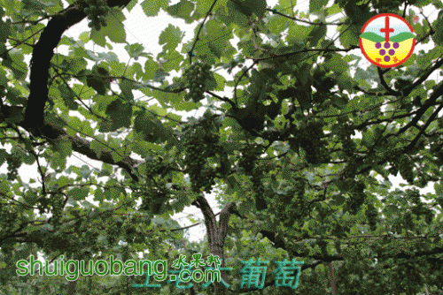 210847mz4ptmmwu6ugp5t6[1].gif