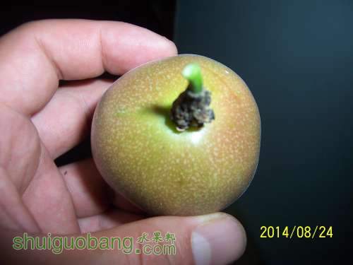 100_9313.JPG