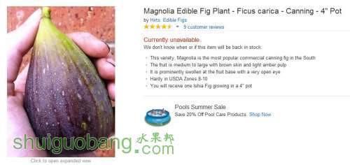 magnolia.jpg