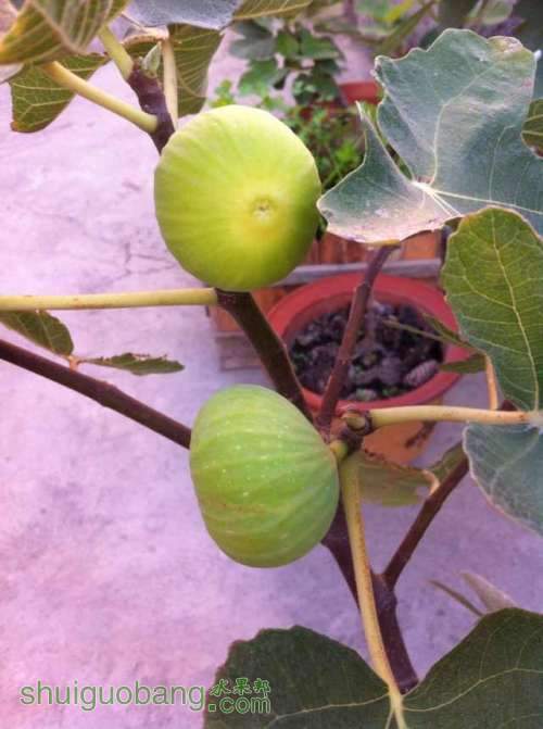 B1011a.jpg