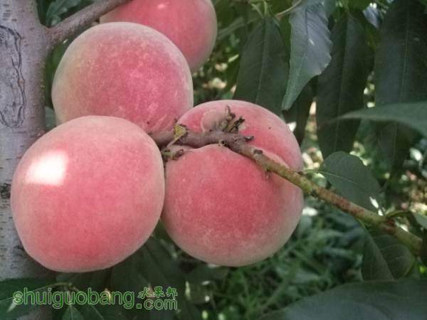 2014��9��3����Ե���� 016.jpg