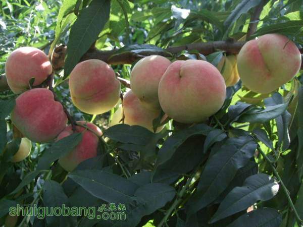 2014��9��3����Ե���� 017.jpg