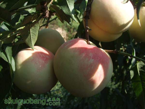 2014��9��3����Ե���� 019.jpg