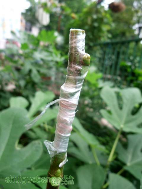 DSCF9504.JPG