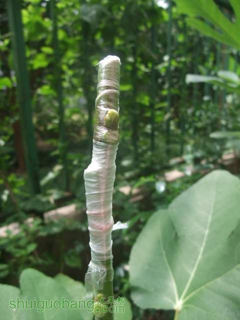 DSCF9507.JPG