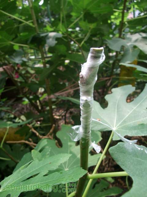 DSCF9509.JPG