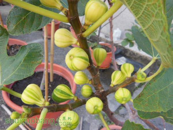 DSCN9929.JPG