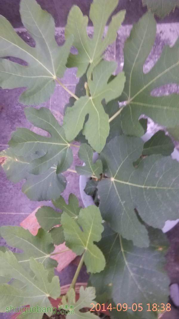 IMG_20140905_183806.jpg