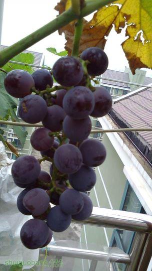 IMG_20140725_125354.jpg