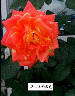 QQͼƬ20140914140540.jpg