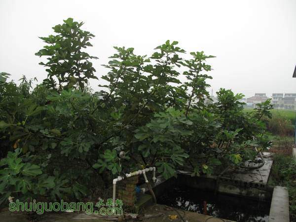 IMG_2838.JPG