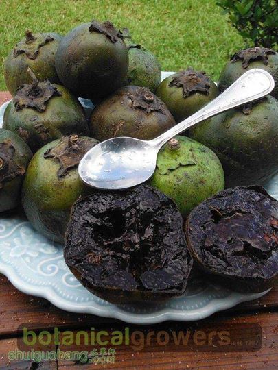 XL Black Sapote Tree2.jpg