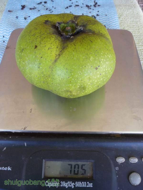 \Black sapote.jpg