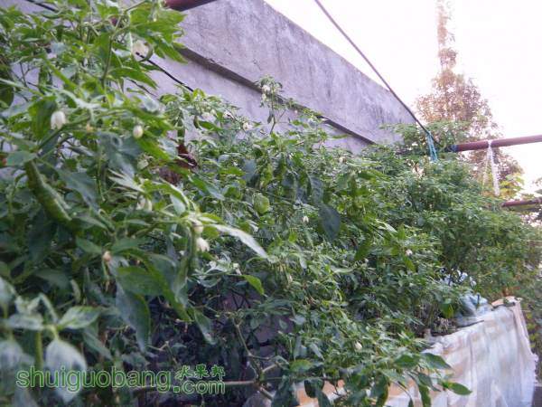 DSCF2284_С.JPG