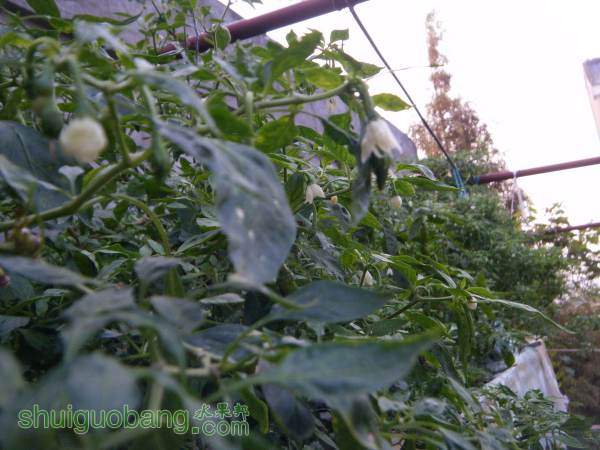 DSCF2285_С.JPG