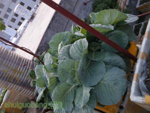 DSCF2307_С.JPG
